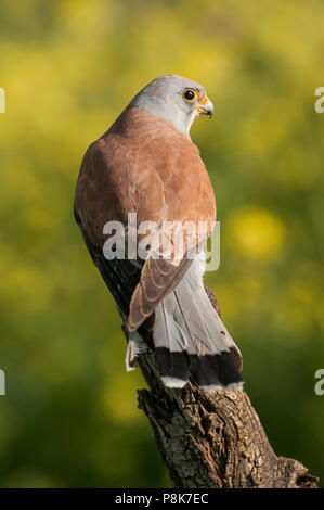 Rötelfalkens, männlich, Falco naumanni Stockfoto