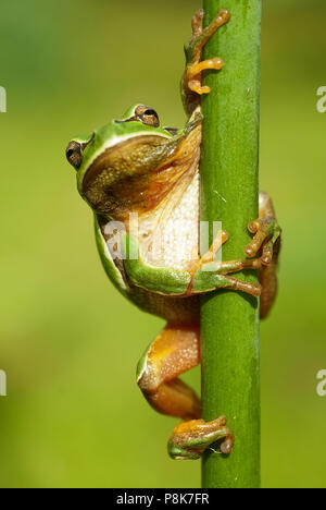 Ziemlich amphibian grünen Laubfrosch, Hyla arborea, sitzen auf dem Gras, Spanien Stockfoto