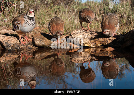 Er Leute, die sich für das Bild? Wählen Sie löst eine bestehende Freigabe weisen Sie die Red-legged, alectoris Rufa Stockfoto