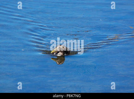 Weibliche eider Ente, Somateria mollissima, Schwimmen in klaren, blauen Wasser, Northumberland, Großbritannien Stockfoto