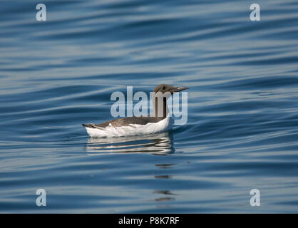 Common Murre oder Common Guillemot, Uria aalge, Schwimmen in ruhigem Wasser, Farne Islands, Northumberland, Großbritannien Stockfoto