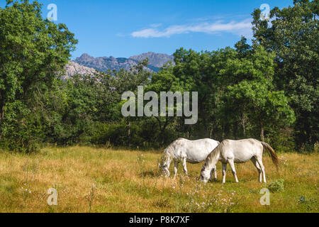 Wilde weisse Pferde in Alp Spanien Stockfoto