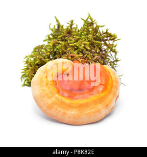 Ganoderma lucidum, die Lingzhi oder Reishi Pilz, auf weissem isoliert. Stockfoto