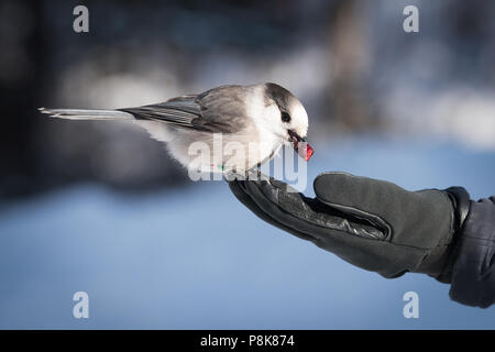 Ein Kanada Jay aka Grau Jay oder "Whisky Jack" genießt einige Cranberries aus der Hand ein Wanderer bei Algonquin Provincial Park, Ontario. Stockfoto