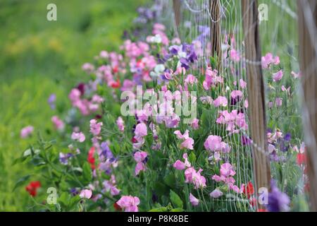Eine Fülle von blühenden Zuckererbsen klettern auf einem Zaun in Blume Bauernhof im Sommer Stockfoto