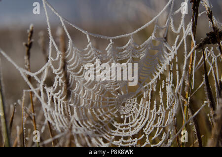 Spinnennetz bedeckt mit Frost am Morgen Strahlen der Sonne durch den Nebel Stockfoto