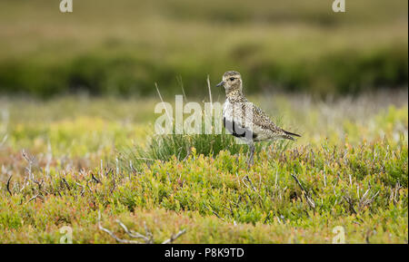 Europäischer Goldener Plover, wissenschaftlicher Name: Pluvialis apricaria im natürlichen Lebensraum von Heidekraut, Gräsern und Schilf. England, Großbritannien Stockfoto