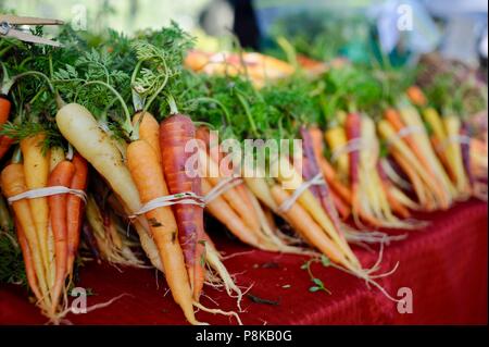 Ordentlich Bündel von Rainbow Karotten (Bunte) an der Walker Farmen farmstand für Verkauf an Farmers Market in Savannah, Georgia, USA Stockfoto