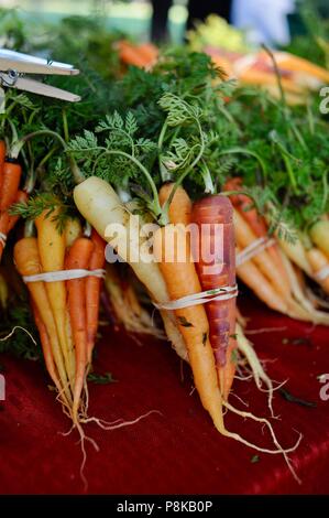 Ordentlich Bündel von Rainbow Karotten (Bunte) an der Walker Farmen farmstand für Verkauf an Farmers Market in Savannah, Georgia, USA Stockfoto