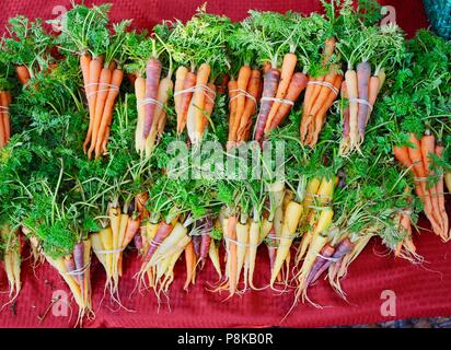 Ordentlich Bündel von Rainbow Karotten (Bunte) an der Walker Farmen farmstand für Verkauf an Farmers Market in Savannah, Georgia, USA Stockfoto