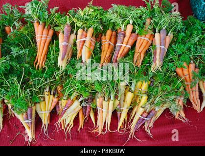 Ordentlich Bündel von Rainbow Karotten (Bunte) an der Walker Farmen farmstand für Verkauf an Farmers Market in Savannah, Georgia, USA Stockfoto