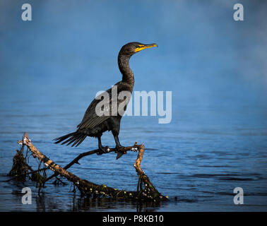 Eine amerikanische Pendelarm thront auf einer MOSS-Niederlassung in der Nähe von Panther Creek Falls im Pazifischen Nordwesten der Vereinigten Staaten. Stockfoto