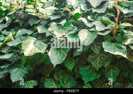 Ivy Textur close-up, grüne Wand. Nach oben Schließen. Hintergrund für Design. (Hedera helix - Common Ivy, English ivy, Europäische Efeu) Stockfoto