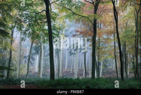 Herbst Wald von Oxfordshire in den Chilterns Stockfoto