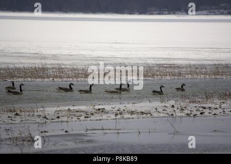 Herde von kanadische Gänse Stockfoto