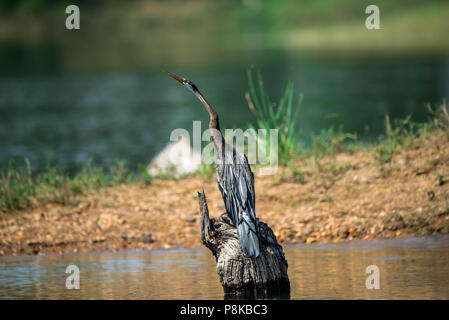 Schlangenhalsvogel - Schlange Vogel - Jagd Stockfoto