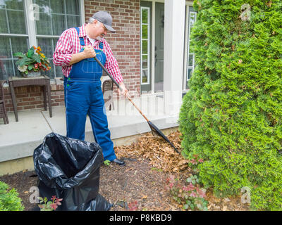 Hausbesitzer in Jeans Latzhose und Kappe nach oben Harken toten Laub rund um die Sträucher in seinem Hof in ein Konzept der Garten Wartung Stockfoto