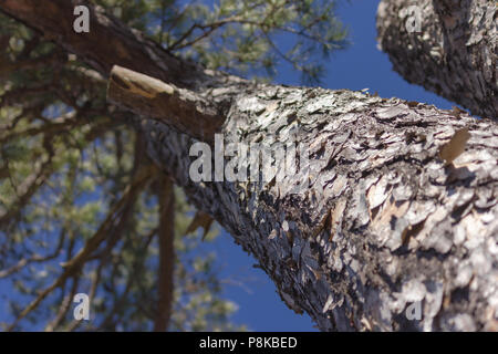 Southern Yellow Pine Tree und blauer Himmel Stockfoto