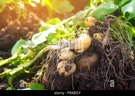 Eine Bush der jungen gelben Kartoffeln, Ernte, frisches Gemüse, agro-Kultur, Landwirtschaft, Nahaufnahme, gute Ernte, Detox, vegetarische Kost Stockfoto