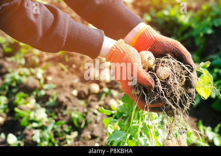 Bauer hält in seinen Händen eine Bush der jungen gelben Kartoffeln, Ernte, frisches Gemüse, agro-Kultur, Landwirtschaft, Nahaufnahme, gute Ernte, Detox, vegetar Stockfoto