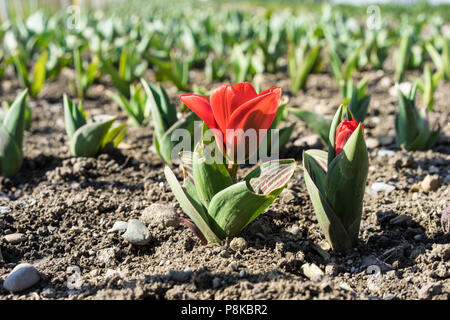 Wachsende Zuckerrüben Setzlinge rote Blume. Junge, Auswuchs Zuckerrüben mit braunen Erde Landwirtschaft Stockfoto
