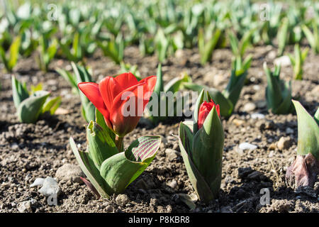 Wachsende Zuckerrüben Setzlinge rote Blume. Junge, Auswuchs Zuckerrüben mit braunen Erde Landwirtschaft Stockfoto