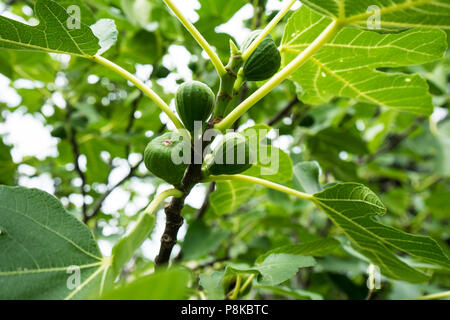 Abb. moraceae auf Pflanze Baum aus der Nähe im Sommer mit Himmel Hintergrund und großen Blatt Stockfoto