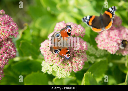 Pfauenschmetterling (Aglais io) und Rotadmiral (Vanessa atalanta) ruhen auf blühenden Pflanzen Stockfoto