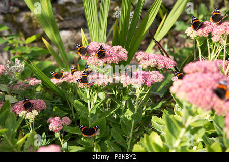Rote Admiralschmetterlinge (Vanessa atalanta) ruhen auf blühenden Pflanzen Stockfoto