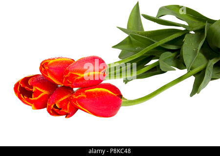 Fünf rote Tulpen auf weißem Hintergrund closeup isoliert Schuß Stockfoto