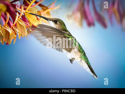 Diese schnelle Bewegung wenig weibliche Ruby throated hummingbird schwebt trinken Nektar von geißblatt Weinstock. Stockfoto