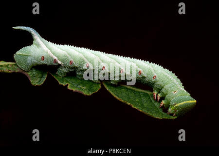 Augenfalke Raupe, Smerinthus ocellata, die aus Eiern aufgezogen und in einem Studio auf schwarzem Hintergrund fotografiert wurde. North Dorset England Stockfoto