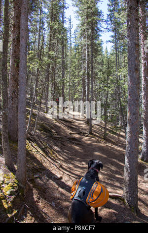 Horsethief Trail in der Nähe von Teilen, Colorado Stockfoto