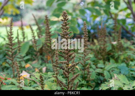 Blütenknospe in Garten astilbe chinensis saxifagaceae aus China im Garten Stockfoto