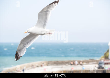 Eine Silbermöwe im Flug mit einer breiten Spannweite erstreckt seine Flügel und über ein kornisches Hafenmauer mit blauen Himmel hinter Stockfoto