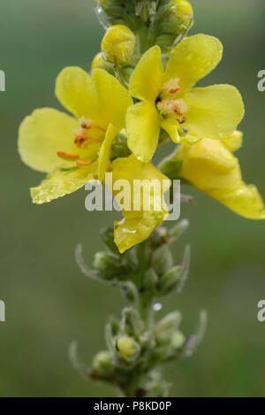 Königskerze Blume mit Wassertropfen Makro selektiven Fokus Stockfoto