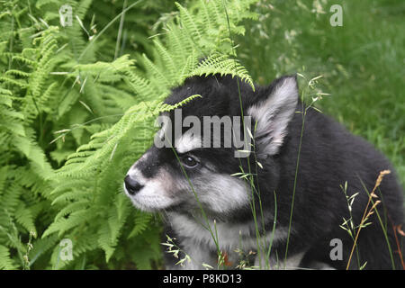 Schöne Husky Welpen versteckt in einem Garten Stockfoto