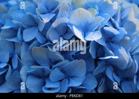 Schöne aqua Blumen blühen im Frühling Sonne. Stockfoto