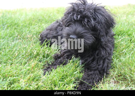 Süßer Hund faulenzen draußen im Gras. Schwarze Pudel/schnoodle Welpen genießen Sie die Wunder der Natur, an einem warmen Sommertag. Stockfoto