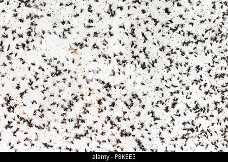 Eine Masse von fliegenden Insekten sind auf einem klebrigen weißen Wand eingeklemmt wird. Stockfoto