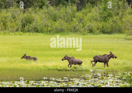 Moose Futter im Teich in der Chugach National Forest auf der Kenai Halbinsel in Southcentral Alaska. Stockfoto