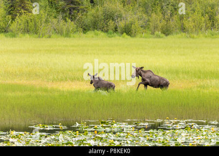 Moose Futter im Teich in der Chugach National Forest auf der Kenai Halbinsel in Southcentral Alaska. Stockfoto