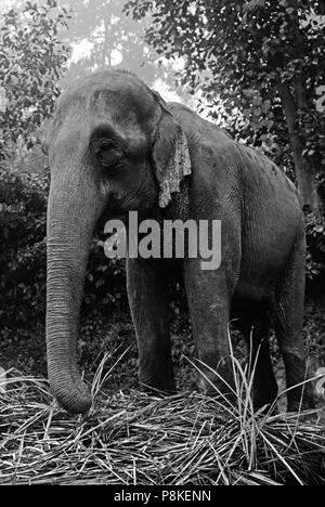 Ein Elefant auf TIGERTOPS LODGE liegt & isst - CHITWAN NATIONALPARK, Terai, Nepal Stockfoto