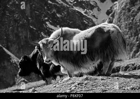 YAKS in der Nähe von NAR Dorf auf der NAR PHU TREK - ANNAPURNA CONSERVATION AREA, NEPAL Stockfoto