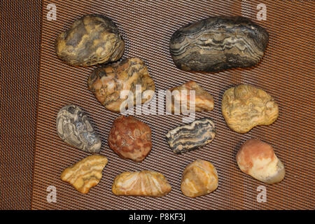 Prairie Achat, auf dem Buffalo Gap National Grassland von South Dakota, Vereinigte Staaten gesammelt Stockfoto