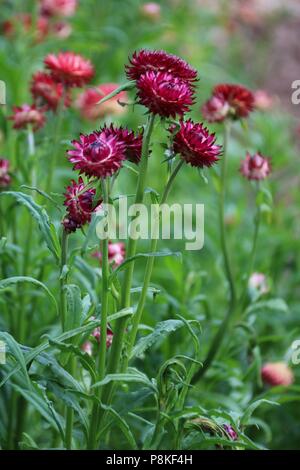 Rot und Orange ewigen Stroh Blumen wachsen im Sommer auf einer Blume Bauernhof Stockfoto