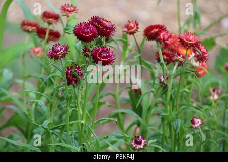 Rot und Orange ewigen Stroh Blumen wachsen im Sommer auf einer Blume Bauernhof Stockfoto