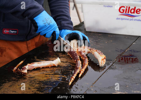 Vorbereitung eines King Crab in der Nähe von Honningsvåg Norwegen Foto von Dennis Brack Stockfoto