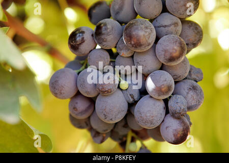 Schwarz Hamburg Muscat Trauben am Weinstock. Stockfoto