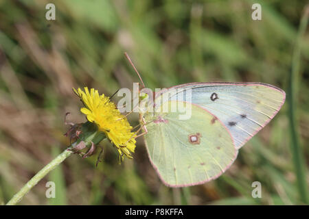 Getrübt Schwefel - Colias philodice August 10th, 2015 Minnehaha County, SD Stockfoto